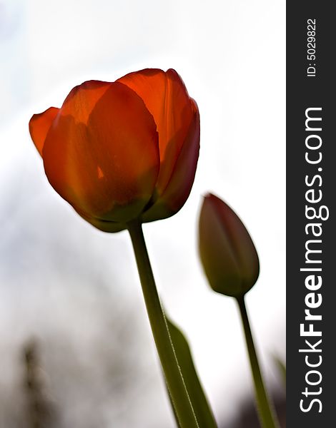Two red tulips with shallow depth of field, stock photo