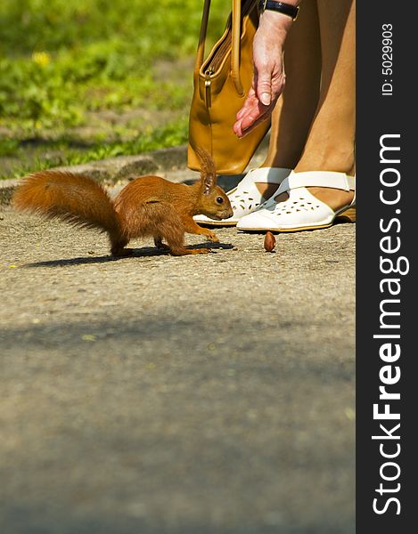 Women feeds little red squirrel