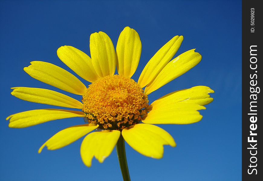 Yellow daisy on blue  background