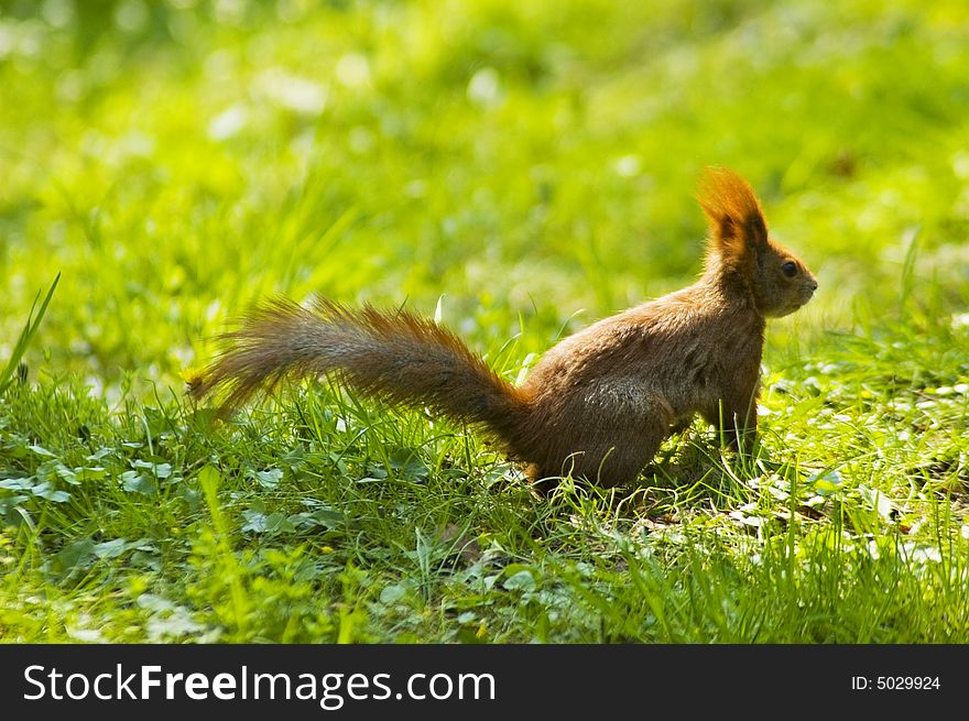 Little red squirrel on lawn