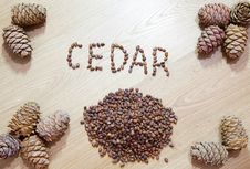 Cedar Cones With Nuts Royalty Free Stock Photo Cedar Cones With Nuts Royalty Free Stock Photo