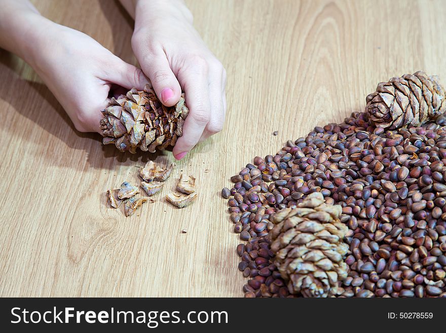 Woman takes nuts from cedar cones closeup