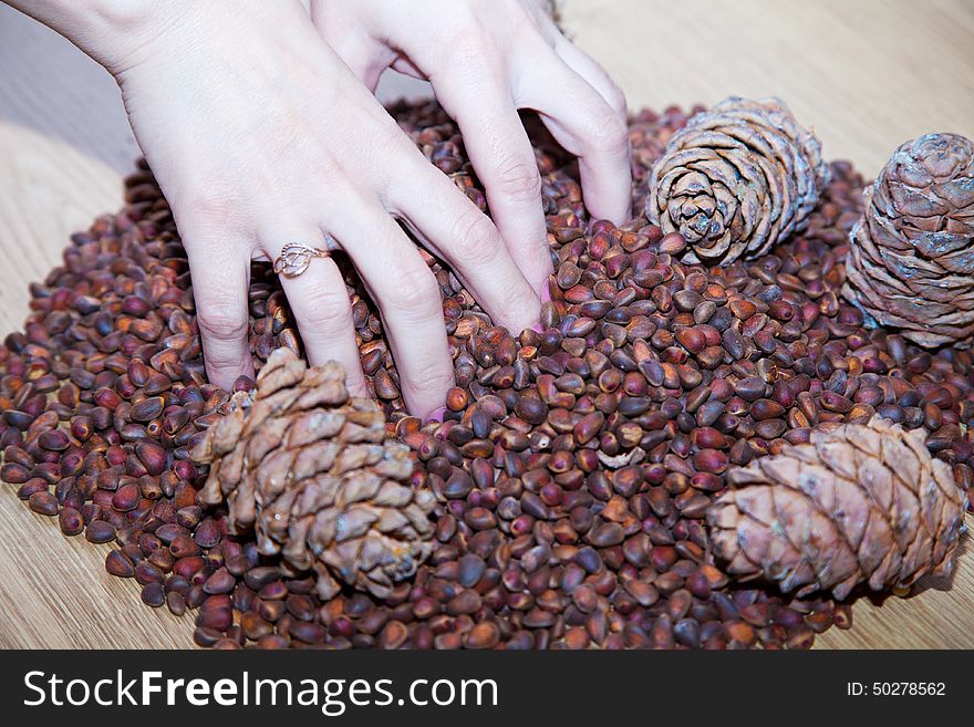 Female hands with cedar nuts and cones closeup