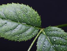 Leaf With Water Drops Stock Images