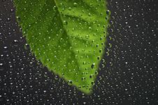 Leaf With Water Drops Stock Photos