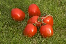 Red Tomato Stock Images Red Tomato Stock Images