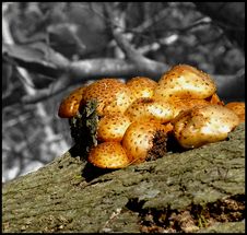 Mushrooms Royalty Free Stock Photography Mushrooms Royalty Free Stock Photography
