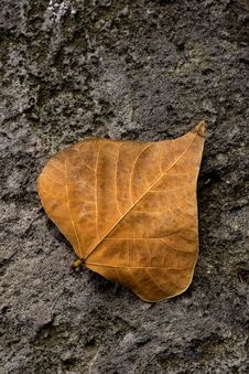 Solitary Leaf Stock Photography