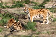 Tigers Stock Photo