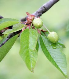 Unripe Wet Cherries On The Tree Royalty Free Stock Photo Unripe Wet Cherries On The Tree Royalty Free Stock Photo