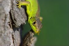 Lizard Stock Photography
