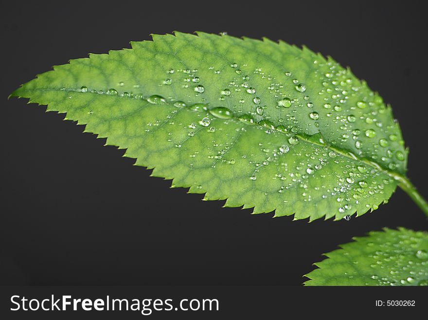 Leaf With Water Drops