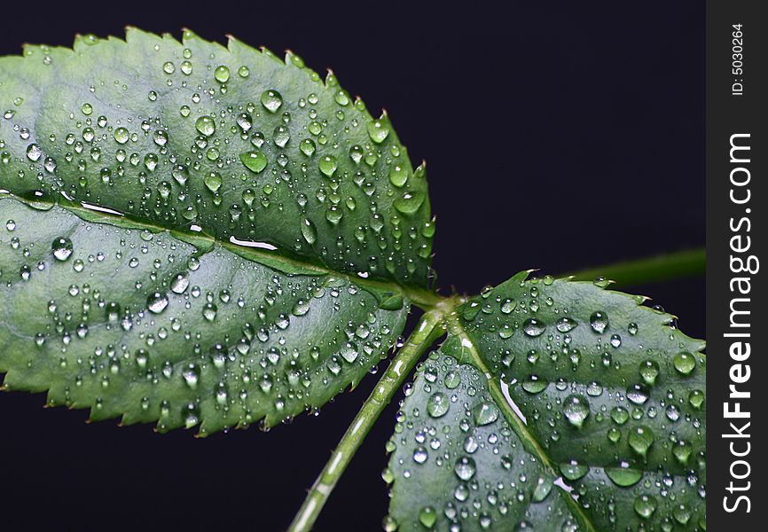 Leaf with water drops