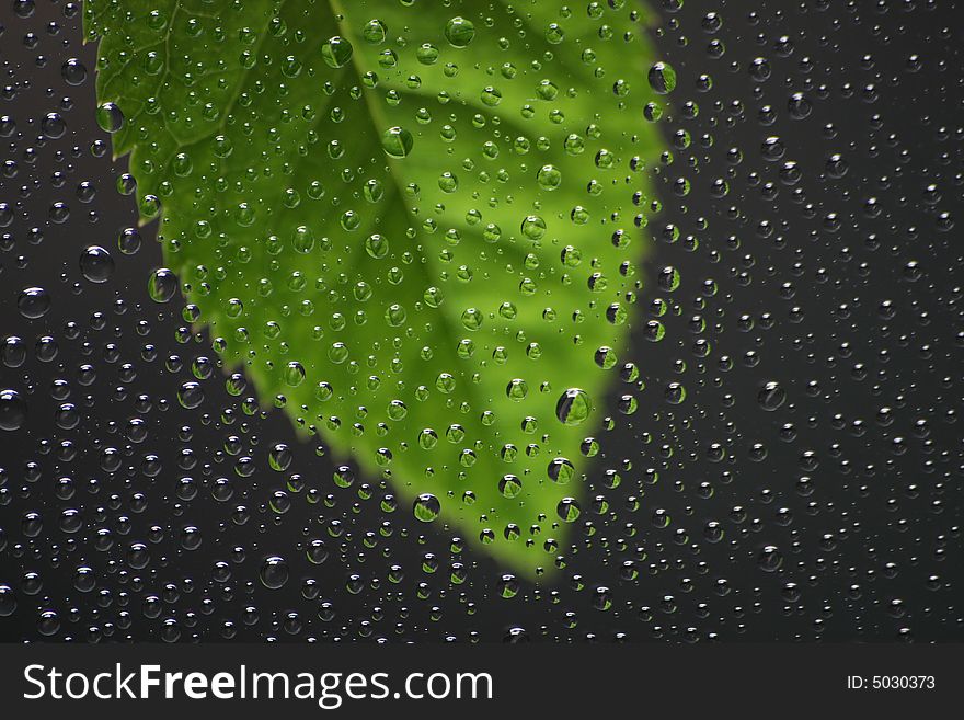 Leaf With Water Drops