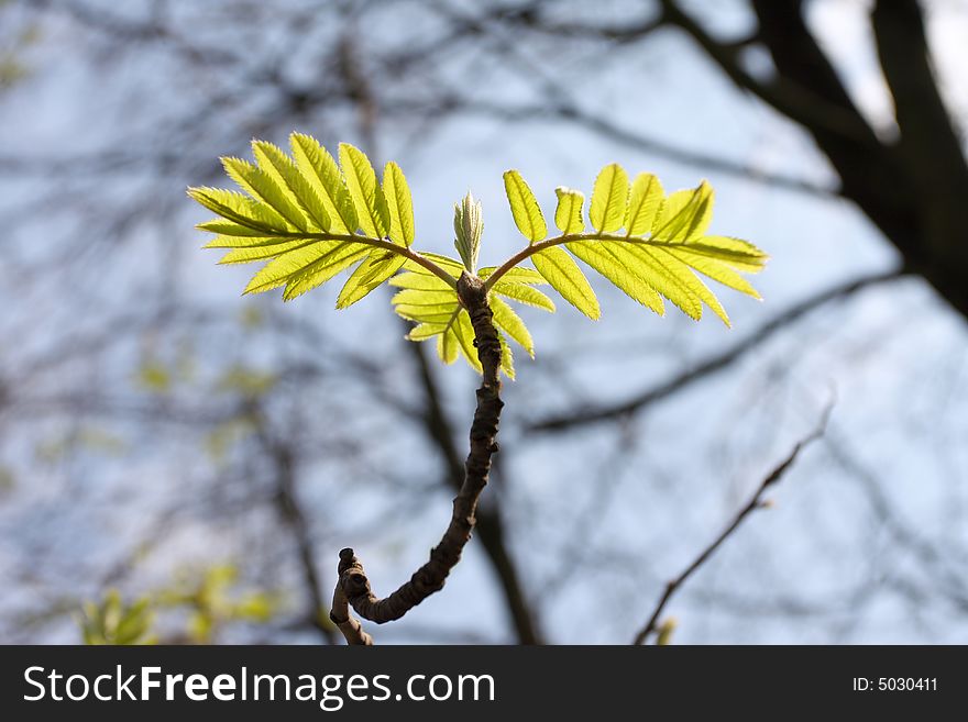 Spring, young green leaves