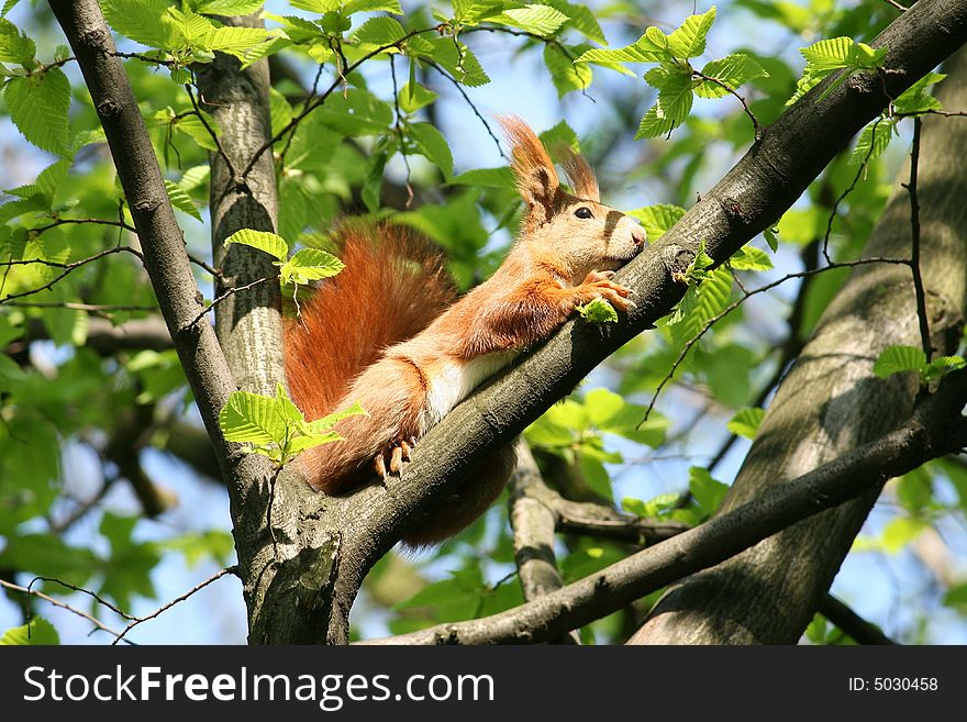 Squirrel on the tree searching for food