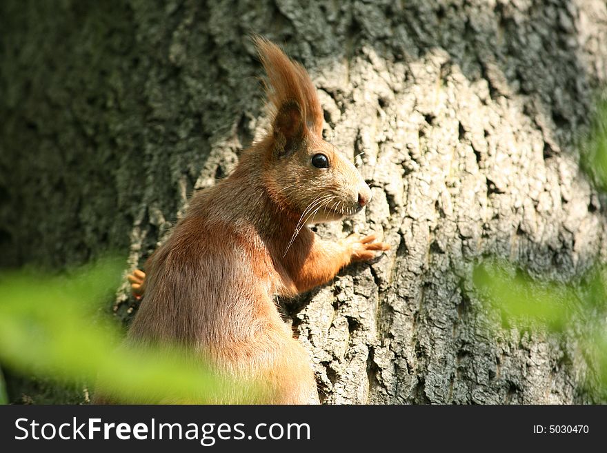 Squirrel on the tree searching for food