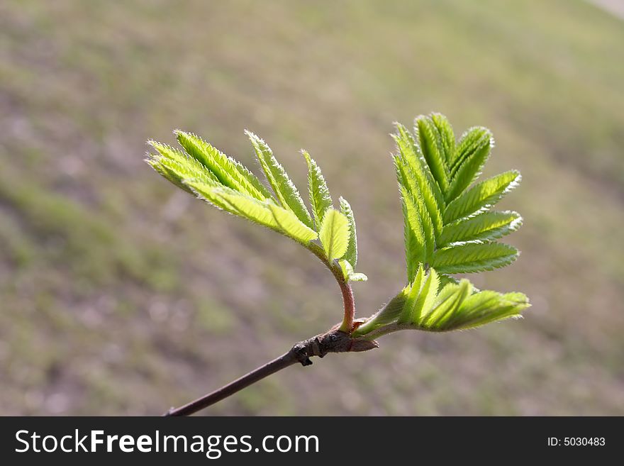 Fine background of Spring, young green leave. Fine background of Spring, young green leave