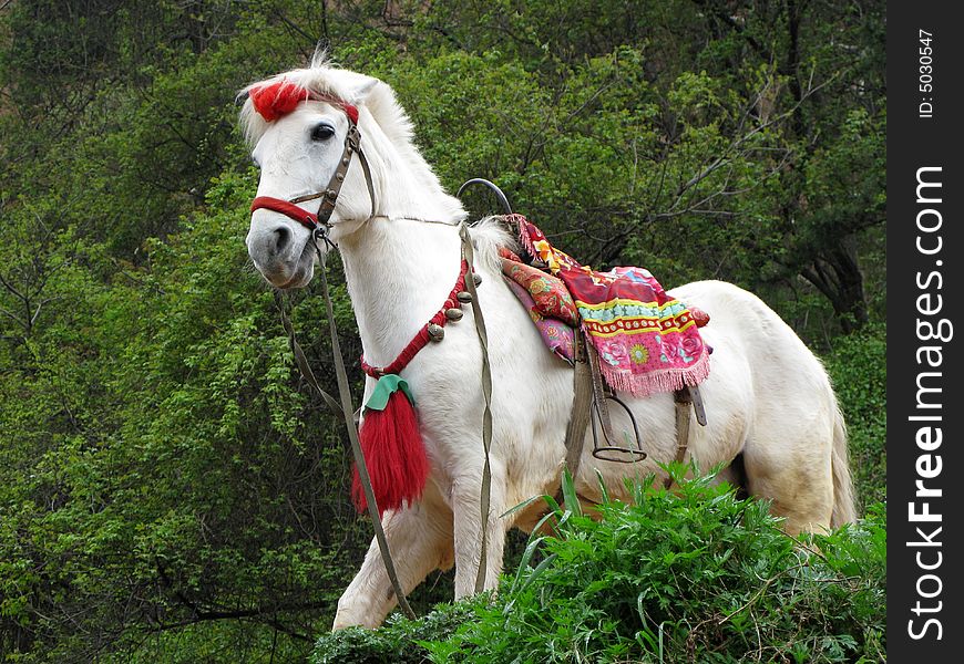 One chinese white horse in the forest. One chinese white horse in the forest