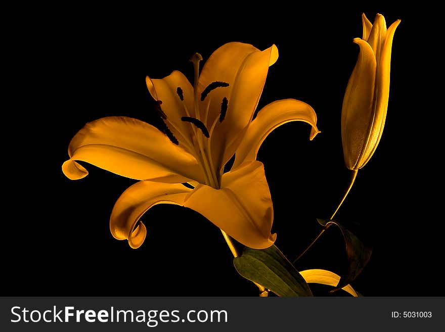 Yellow lily on black, painting with light