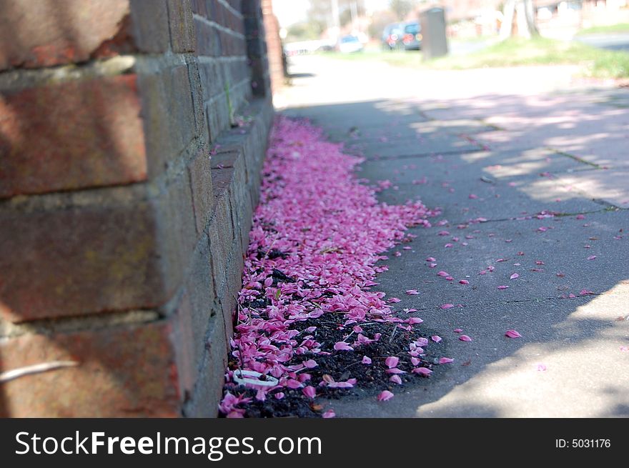 Pink leaves on street near brick wall. Pink leaves on street near brick wall