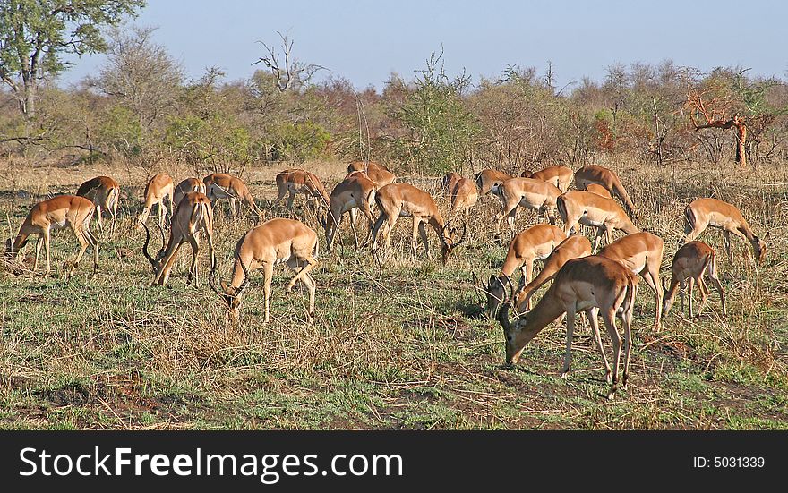 Impala grazing near lower sabie in the kruger national park