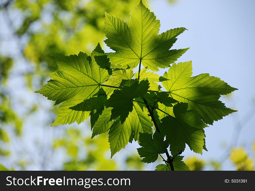 Sunlight creating abstract patterns through overlaying leaves. Sunlight creating abstract patterns through overlaying leaves