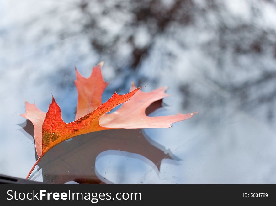 Autumn leaf on windshield with tree reflected. Autumn leaf on windshield with tree reflected