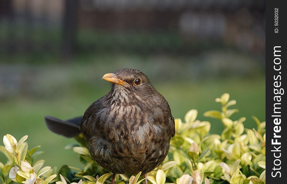 Blackbird (blackie) - young one bird.