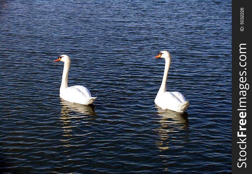 Two white swans swim on lake. Two white swans swim on lake
