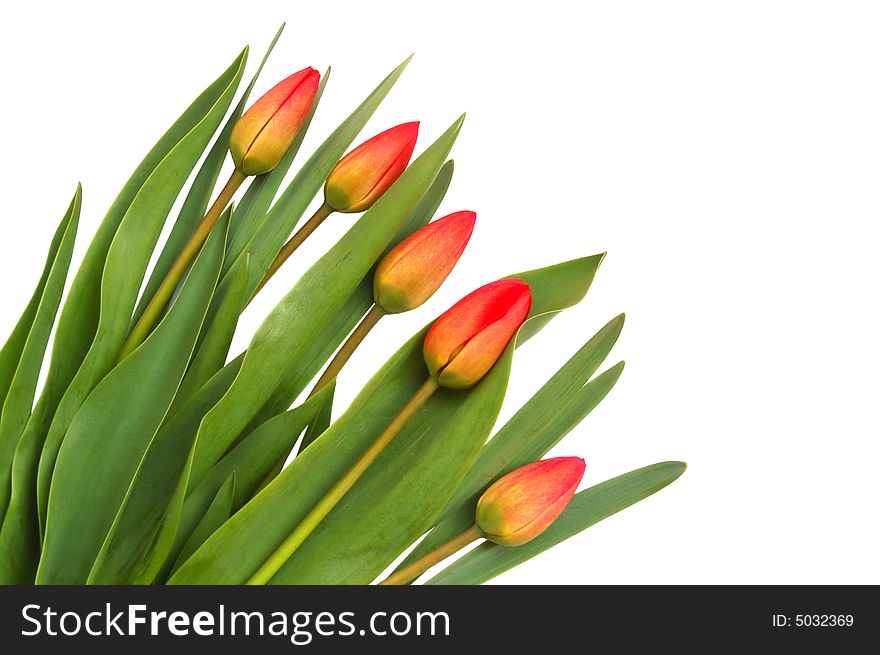 Red spring tulips on white background. Red spring tulips on white background