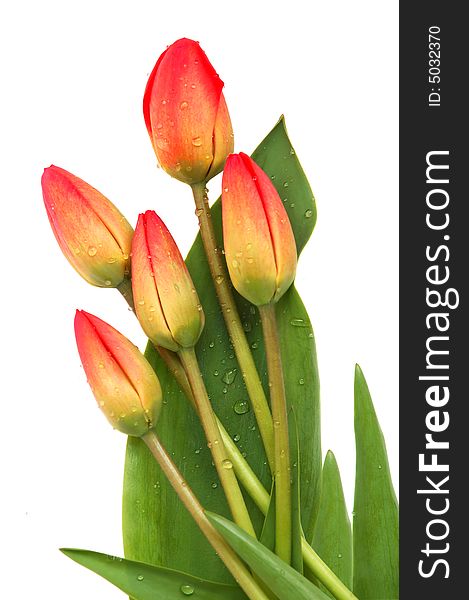 Red spring tulips on white background. Red spring tulips on white background