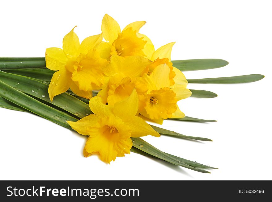 Yellow spring narcissus on white background. Yellow spring narcissus on white background