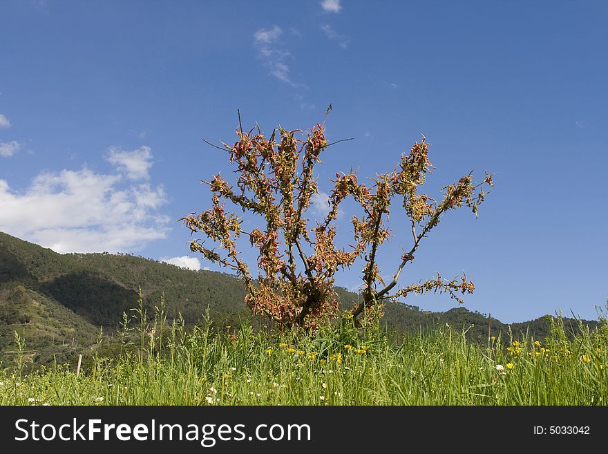 Tree with pink blossom on grass against a blue sky in spring. Tree with pink blossom on grass against a blue sky in spring