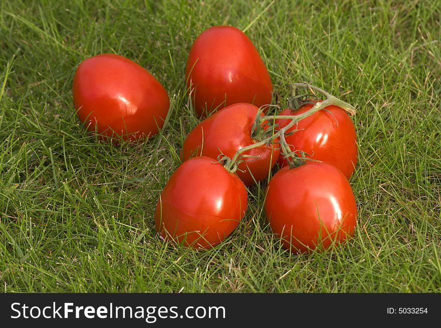 Red tomato on grass background