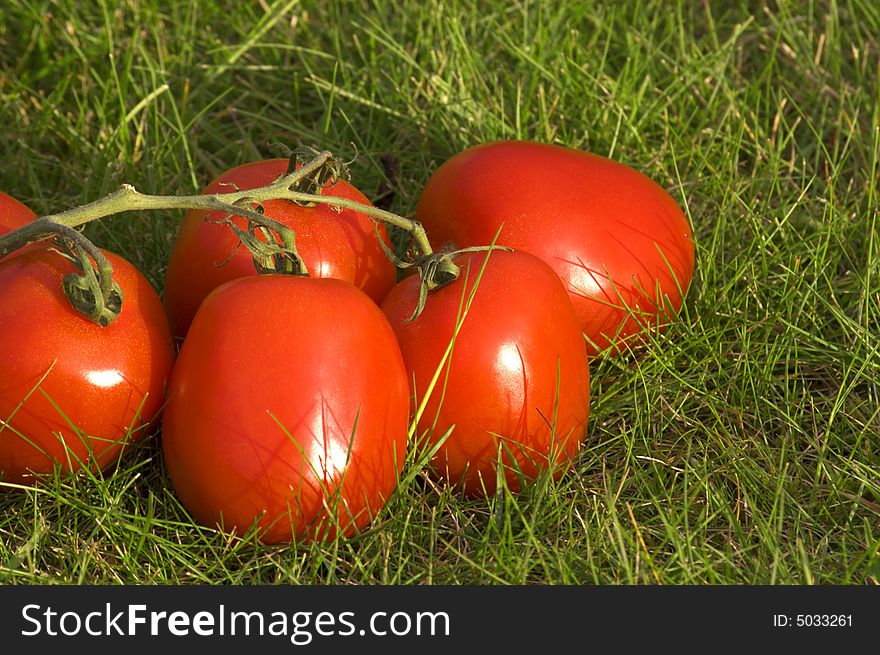 Red tomatoes on grass background