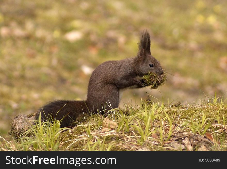 Wild and cute squirrel feeding on grass