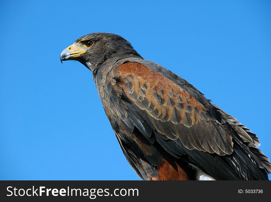 Bird of prey (buzzard) and blue sky