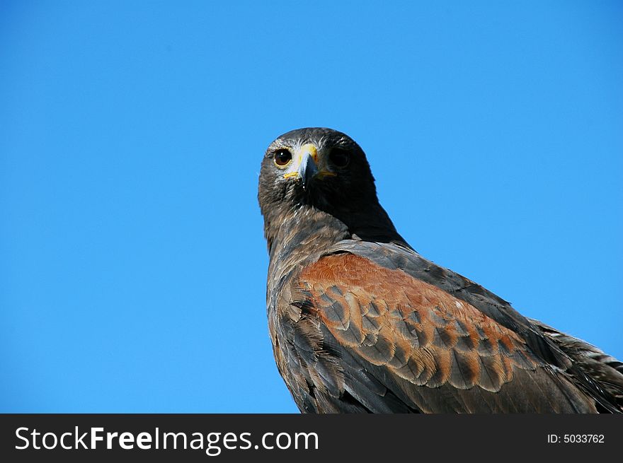 Bird of prey (buzzard) and blue sky