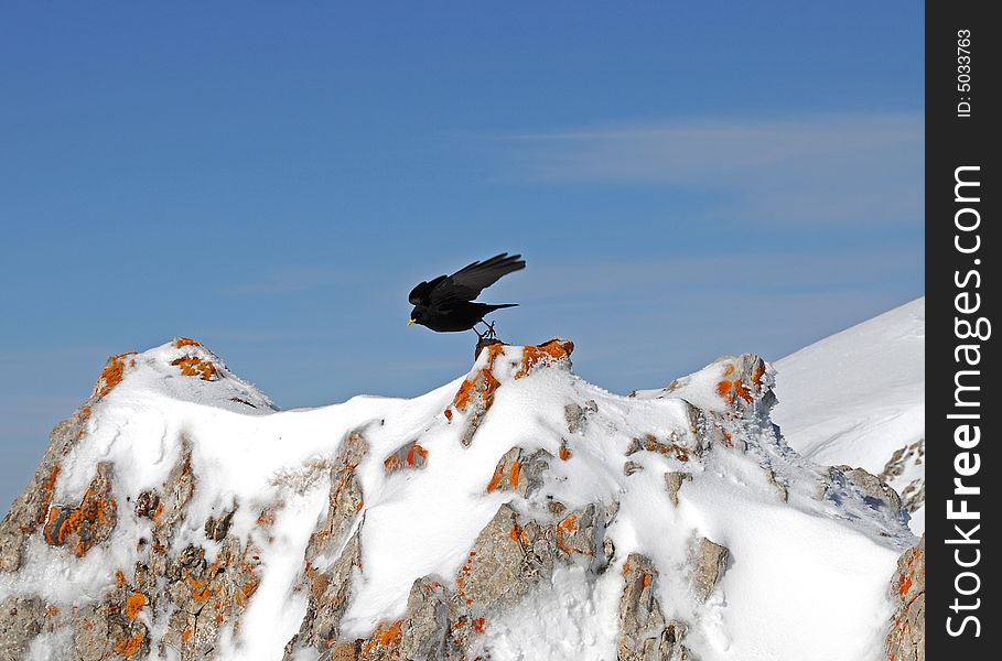 Black bird  in the mountains against blue sky. Black bird  in the mountains against blue sky