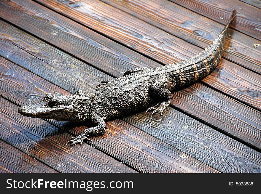 Photographed alligator on deck in florida.
