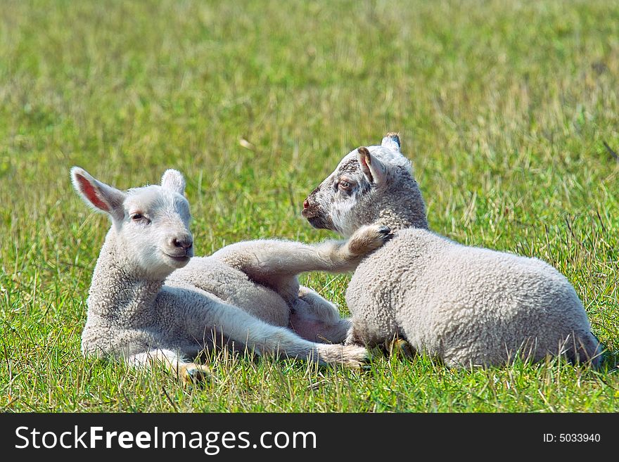 Two Lambs In The Grass