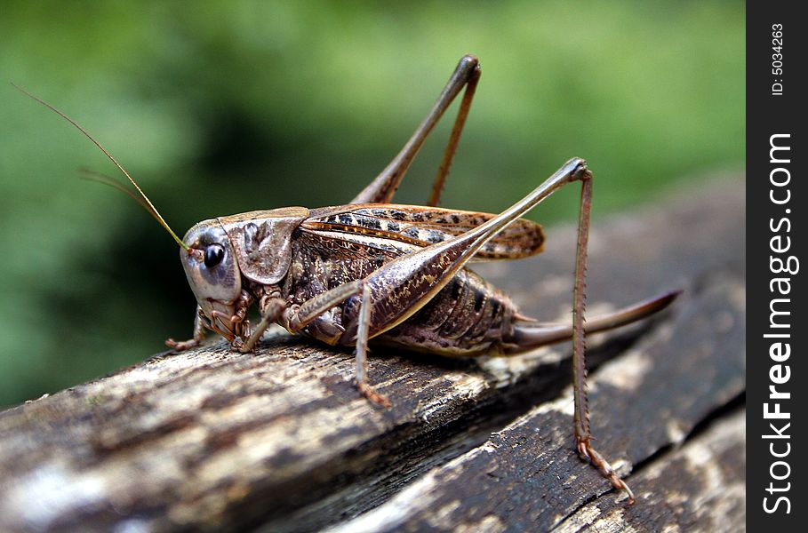 Grasshopper On The Trunk