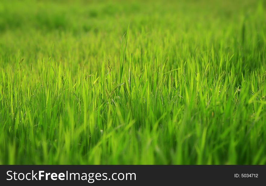 Photo Of A Green Glade With A Young Grass