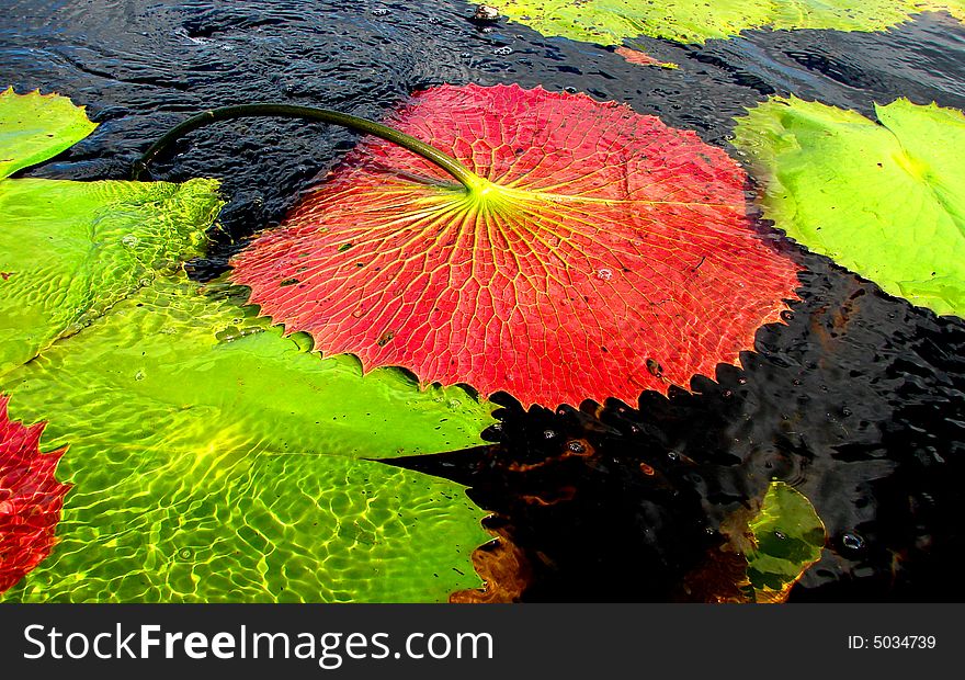 Giant green waterlilies from Mexico showing its red underpart. Giant green waterlilies from Mexico showing its red underpart.