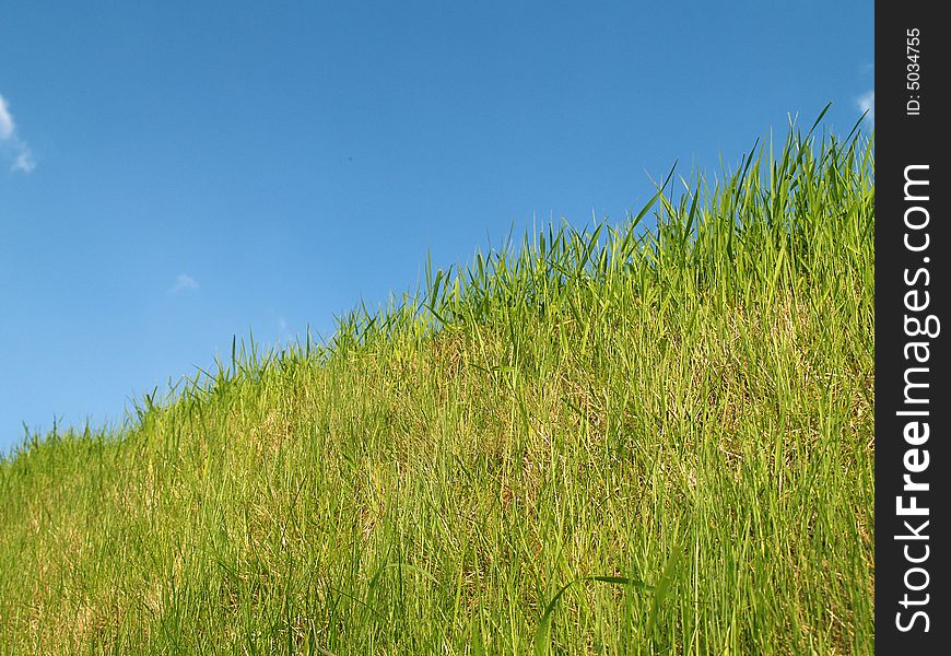 Green grass and the blue sky