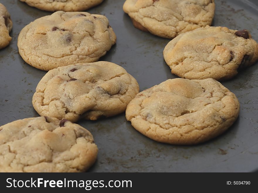 Chocolate chip cookies fresh hot out of the oven