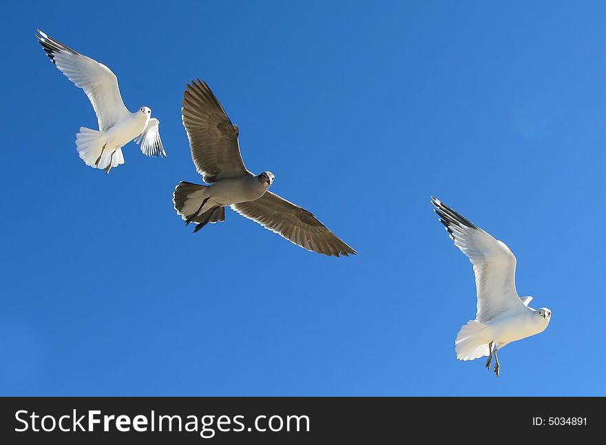 Three seagulls in flight against a vivid blue sky. Three seagulls in flight against a vivid blue sky