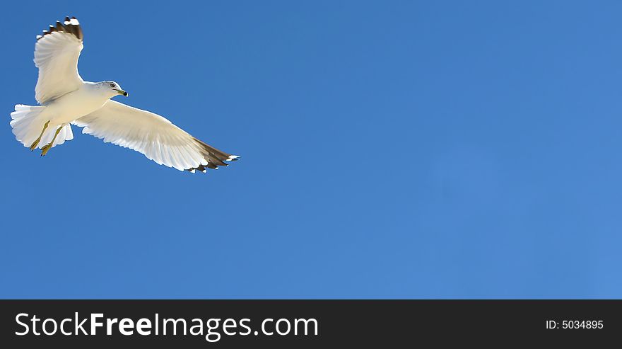 A lone seagull in flight against a vivid blue sky