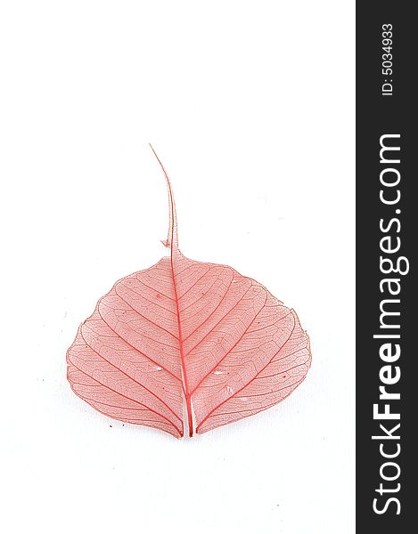 Red leaf isolated on a white background. Red leaf isolated on a white background
